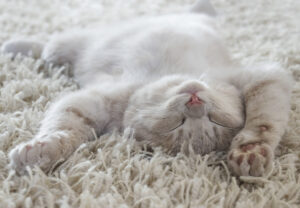 pet stain odor removal carpet cleaners Tampa
