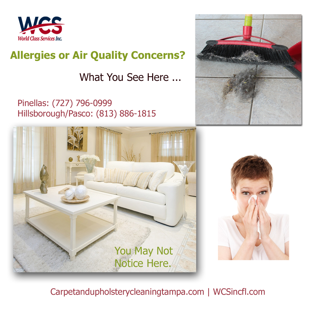 best carpet cleaners for allergies Tampa Bay 